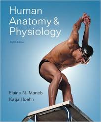 human anatomy and physiology pdf download